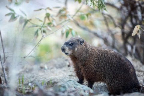 A Look At The Process Of Removing Groundhogs