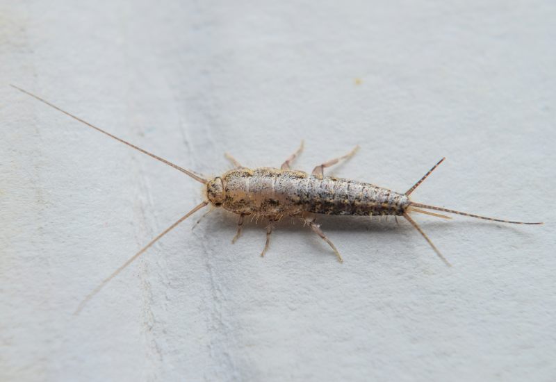 https://www.allstarpestmanagement.com/wp-content/uploads/2022/12/Silverfish.jpg