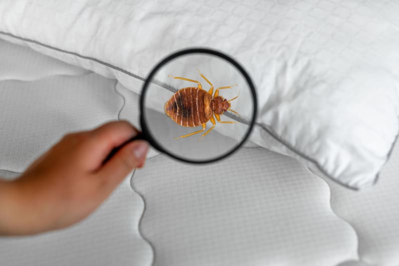 an up close look at a bed bugs bite