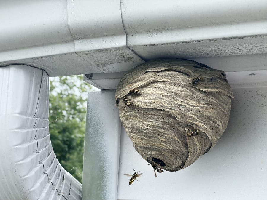 hornet nest vs wasp nest