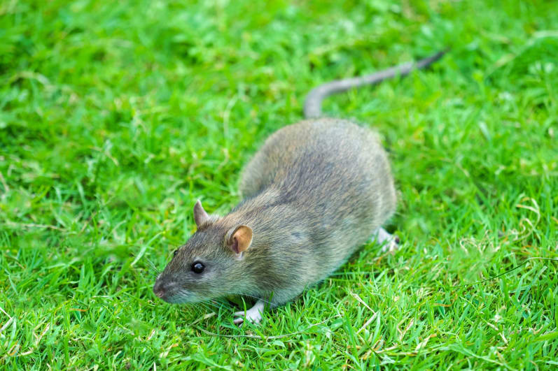 how to get rid of rats in your yard