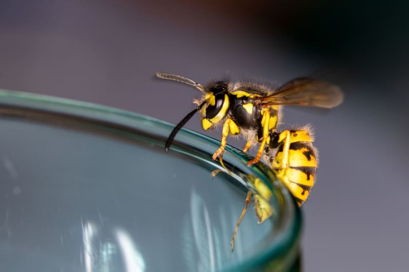 types of wasps and hornets